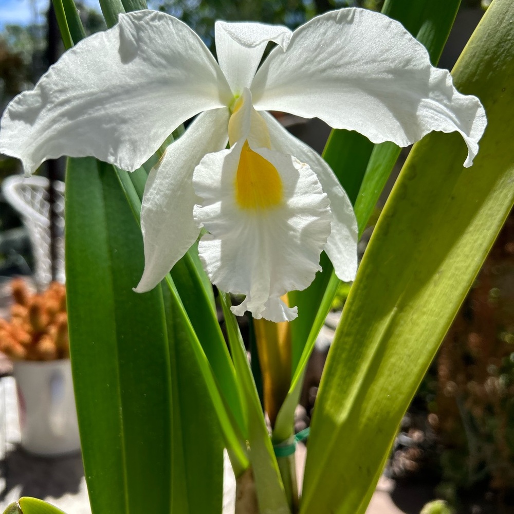 Fragrant Collecto’s alba Taylor Cattleya